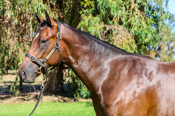 Lot 552: Toronado (IRE) / Chantrea