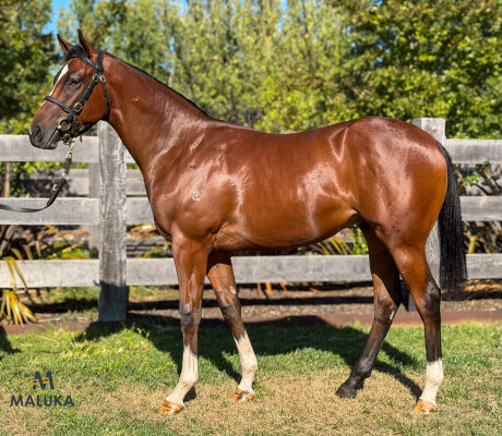 Lot 127: Toronado (IRE) / Into the Mist