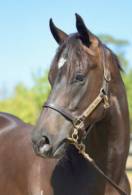 Lot 449: Brazen Beau / You Can Dance