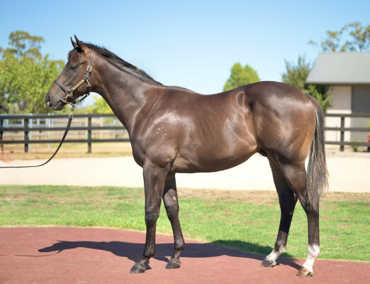 Lot 449: Brazen Beau / You Can Dance