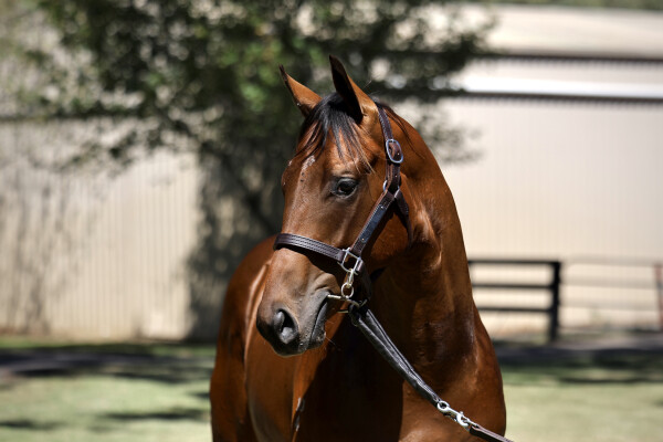 Lot 84: Anamoe / Glows