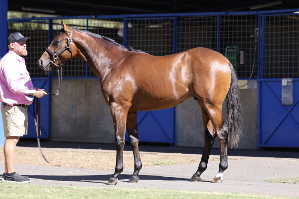 Lot 143: Justify (USA) / Kapralova (USA)