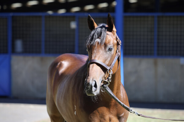 Lot 143: Justify (USA) / Kapralova (USA)