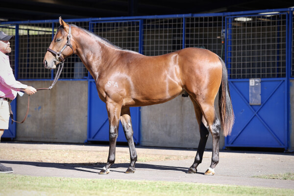 Lot 148: Bivouac / Kimberley Rain