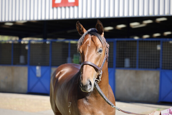Lot 148: Bivouac / Kimberley Rain
