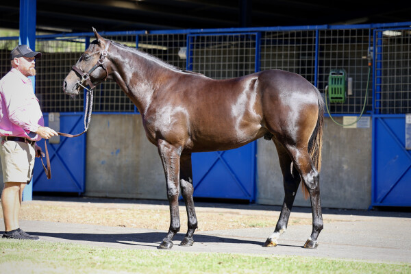 Lot 155: Brutal (NZ) / La Questa