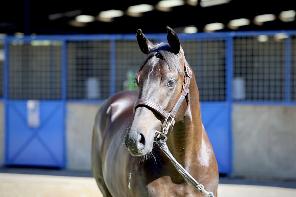 Lot 155: Brutal (NZ) / La Questa