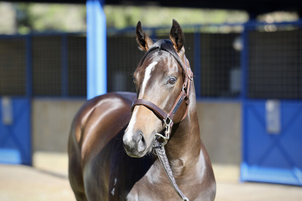 Lot 209: Tassort / Mistress Oz