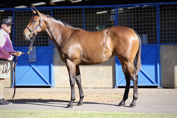 Lot 343: Pinatubo (IRE) / Sing a Rainbow (IRE)