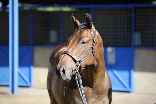 Lot 343: Pinatubo (IRE) / Sing a Rainbow (IRE)