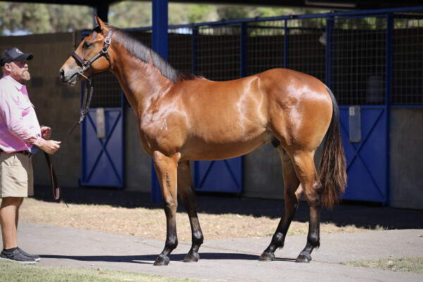 Lot 380: Siyouni (FR) / Summerfields (IRE)