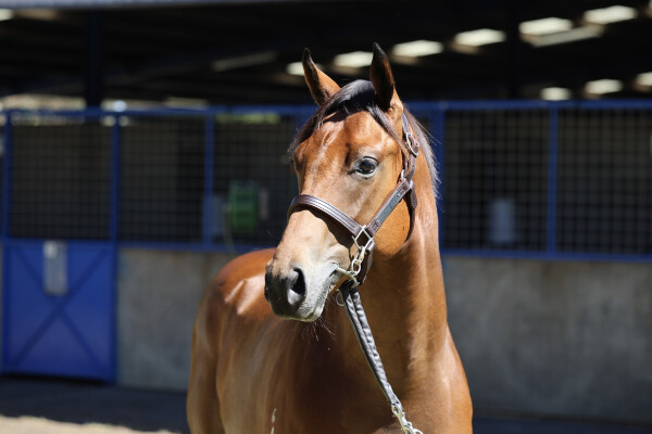 Lot 380: Siyouni (FR) / Summerfields (IRE)