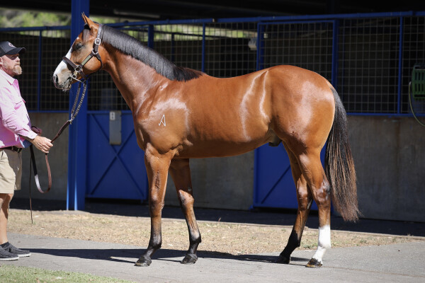 Lot 424: Justify (USA) / Ultravox