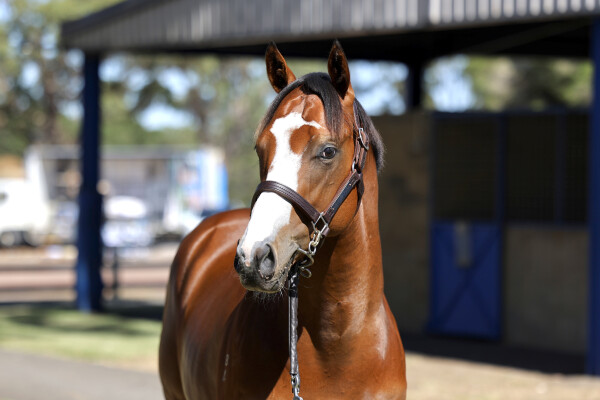 Lot 424: Justify (USA) / Ultravox