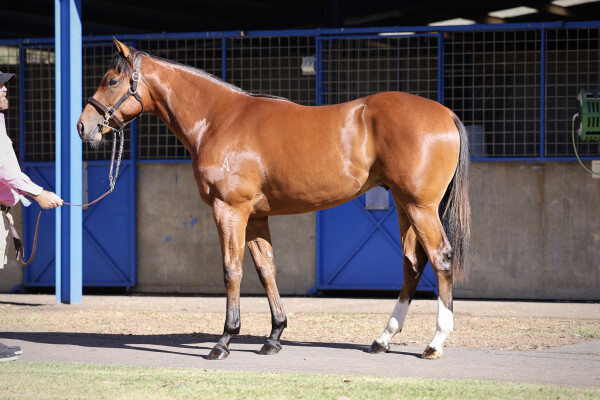 Lot 558: St Mark's Basilica (FR) / Chica Loca (FR)