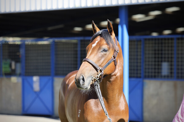 Lot 558: St Mark's Basilica (FR) / Chica Loca (FR)