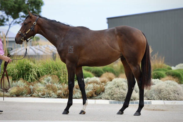 Lot 364: So You Think (NZ) / Split Image