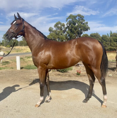 Lot 2: Alabama Express / Dame Van Winkle (NZ)