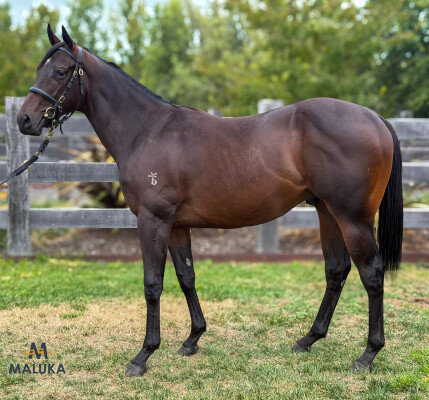 Lot 726: Rubick / Stars are Out