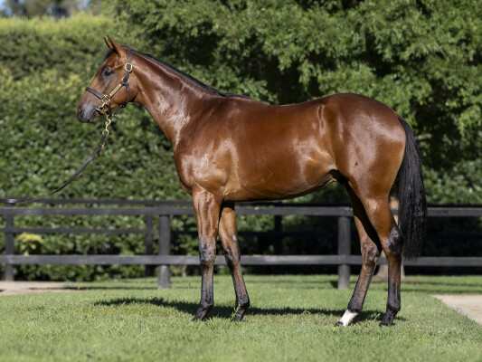 Lot 60: Anamoe / Fine Bubbles