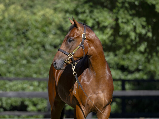 Lot 60: Anamoe / Fine Bubbles