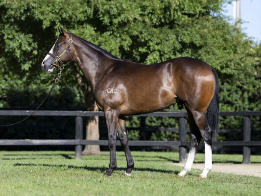 Lot 74: Toronado (IRE) / Galina