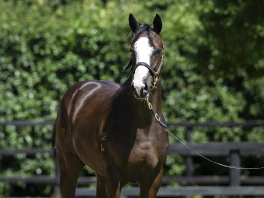 Lot 74: Toronado (IRE) / Galina