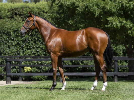 Lot 86: Sejardan / Gosh (IRE)