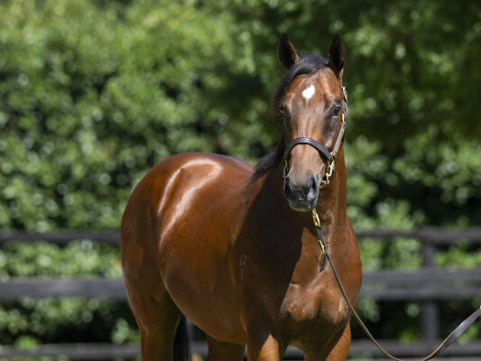 Lot 88: Stay Inside / Great News