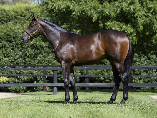 Lot 108: Grunt (NZ) / Honey Esprit