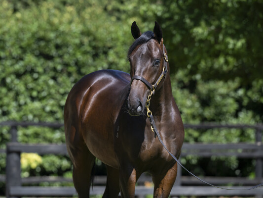 Lot 108: Grunt (NZ) / Honey Esprit