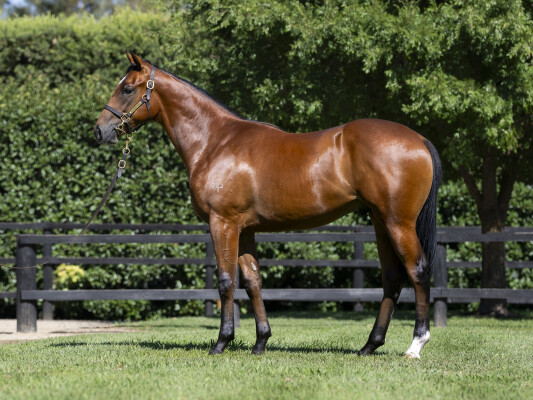 Lot 145: Sejardan / Keeper Girl (NZ)