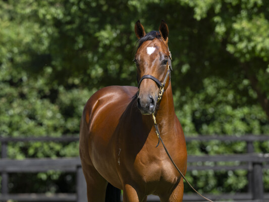 Lot 145: Sejardan / Keeper Girl (NZ)