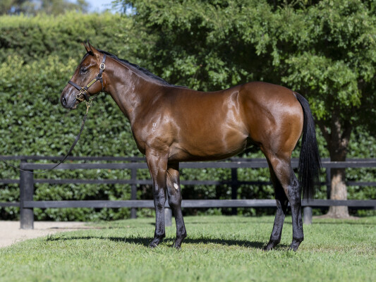 Lot 208: Alabama Express / Miss Zumba