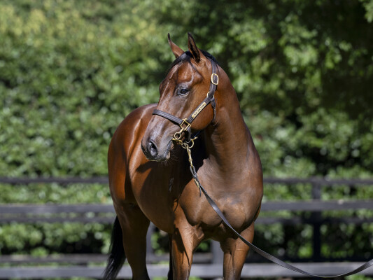 Lot 208: Alabama Express / Miss Zumba