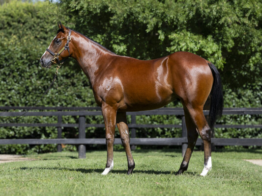 Lot 213: Exceed and Excel / Ms Catherine