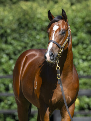 Lot 213: Exceed and Excel / Ms Catherine