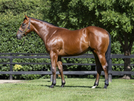 Lot 230: Exceedance / Never More Lady