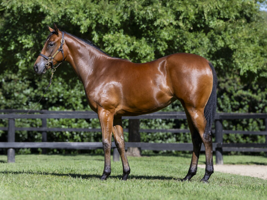 Lot 242: Pride of Dubai / Oh Cecilia