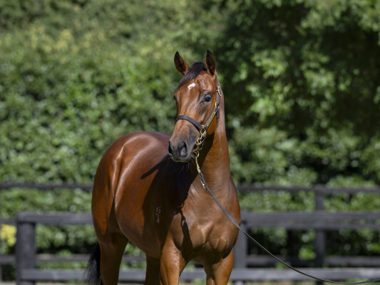 Lot 242: Pride of Dubai / Oh Cecilia