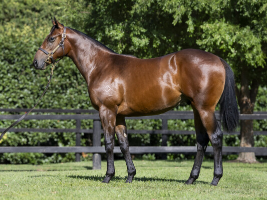 Lot 269: Exceed and Excel / Ponte Roma (NZ)