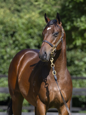 Lot 269: Exceed and Excel / Ponte Roma (NZ)