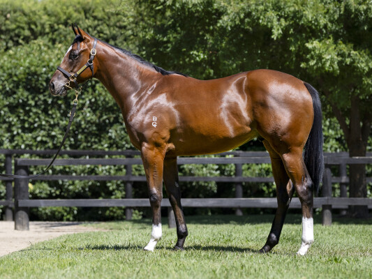 Lot 271: Jacquinot / Positive Charge