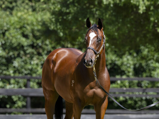 Lot 271: Jacquinot / Positive Charge