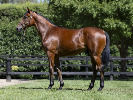 Lot 277: Sejardan / Prosecution