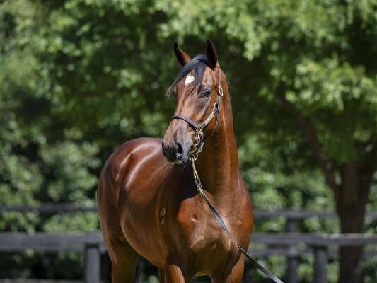 Lot 277: Sejardan / Prosecution