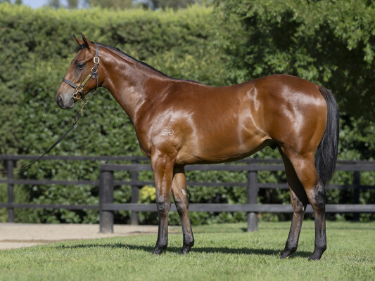 Lot 375: Anamoe / Strike Swiftly