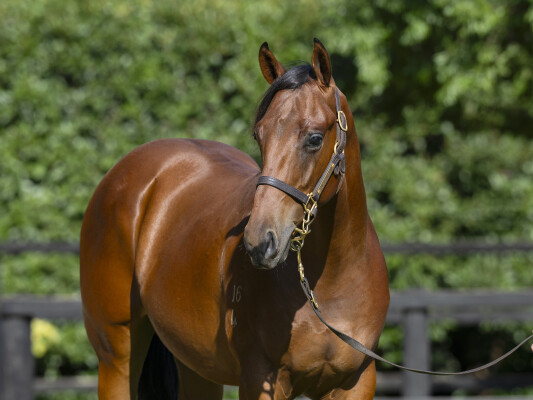 Lot 375: Anamoe / Strike Swiftly
