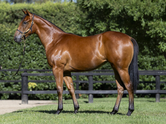 Lot 376: Sejardan / Strykum