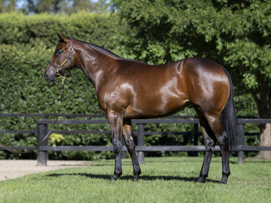 Lot 384: Toronado (IRE) / Suzila